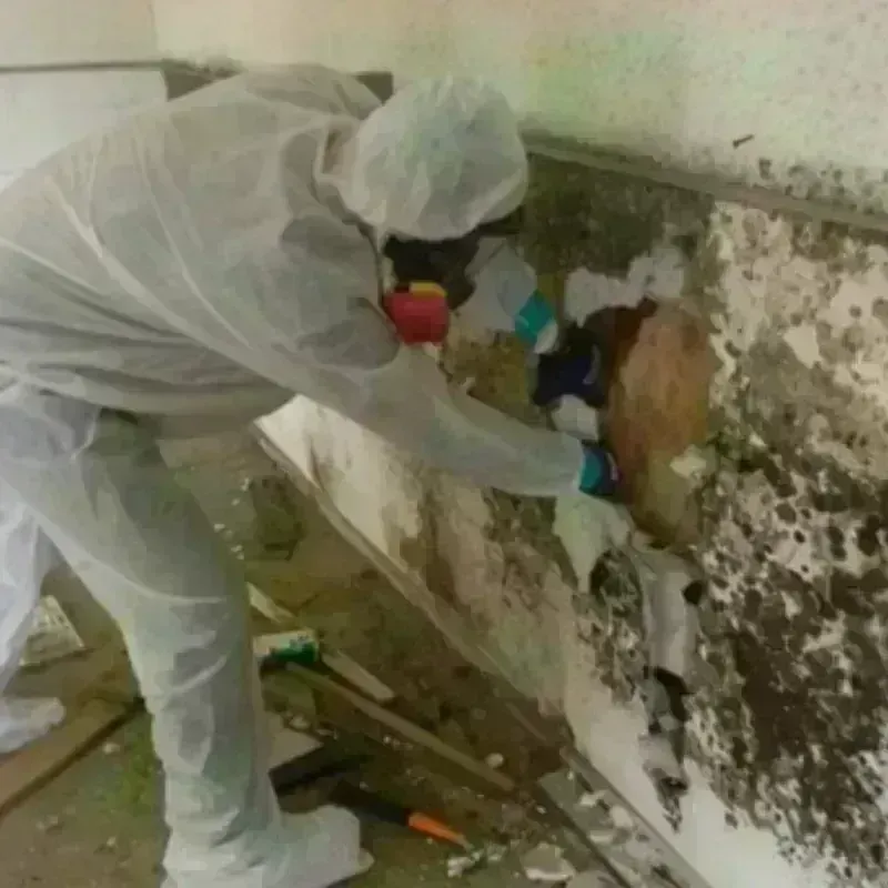 Mold Remediation and Removal in Pennsauken, NJ